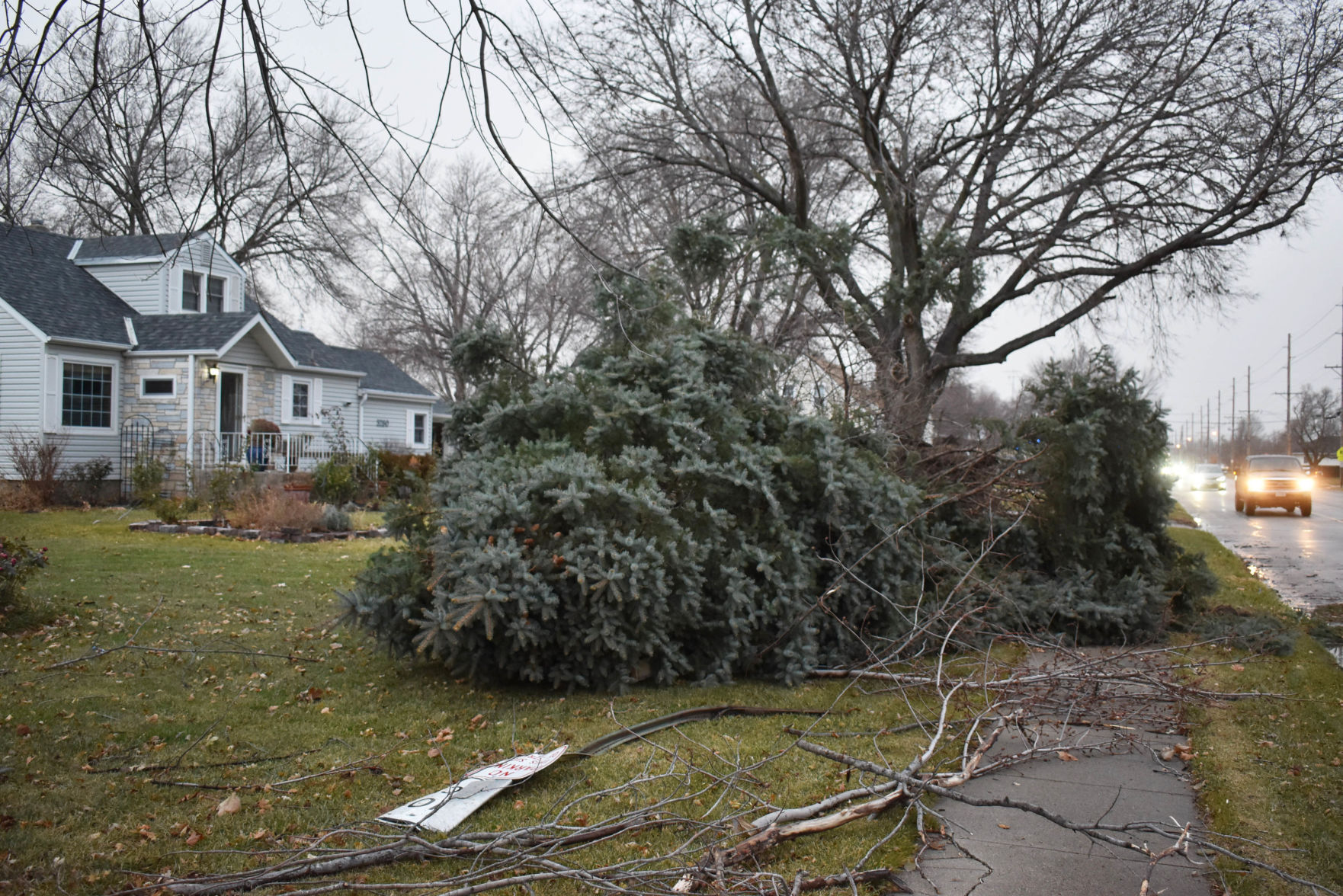 Tree down
